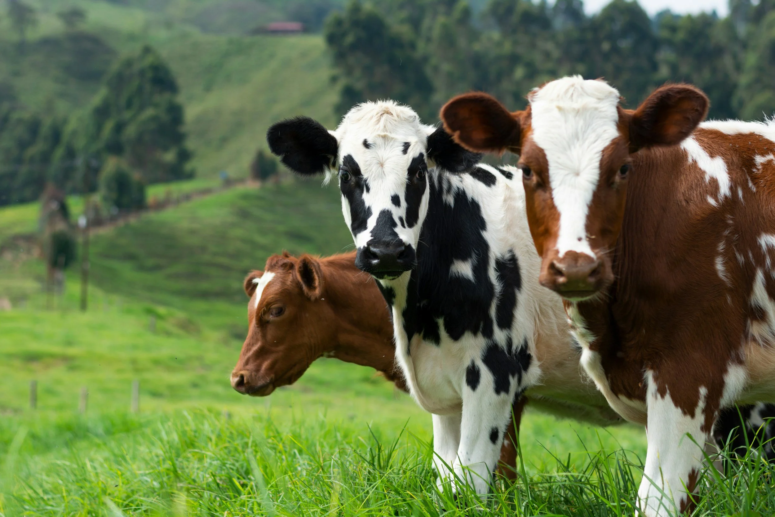 Dairy cows.