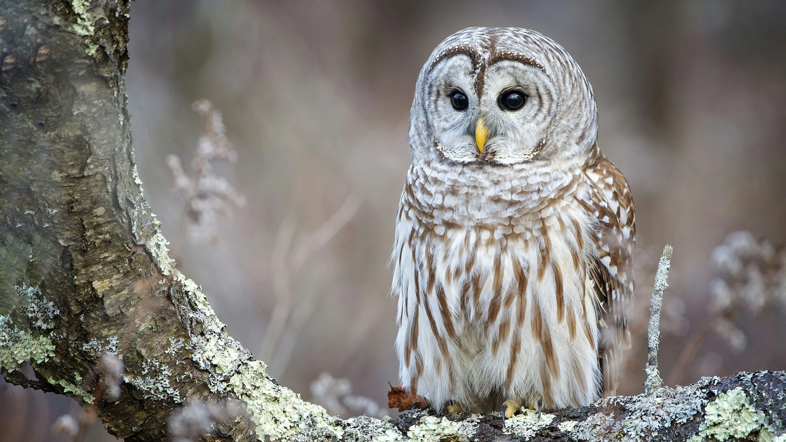 Barred owl typical of the Adirondacks