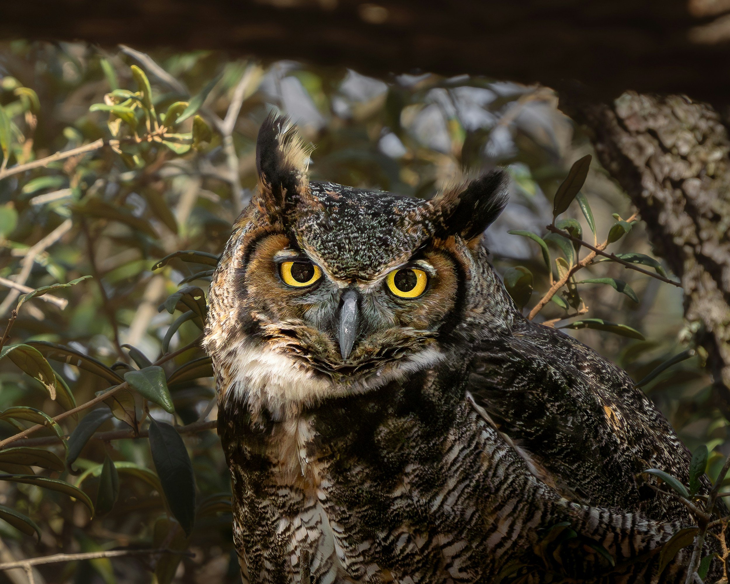 The Great Horned Owl, native to the central Adirondacks.
