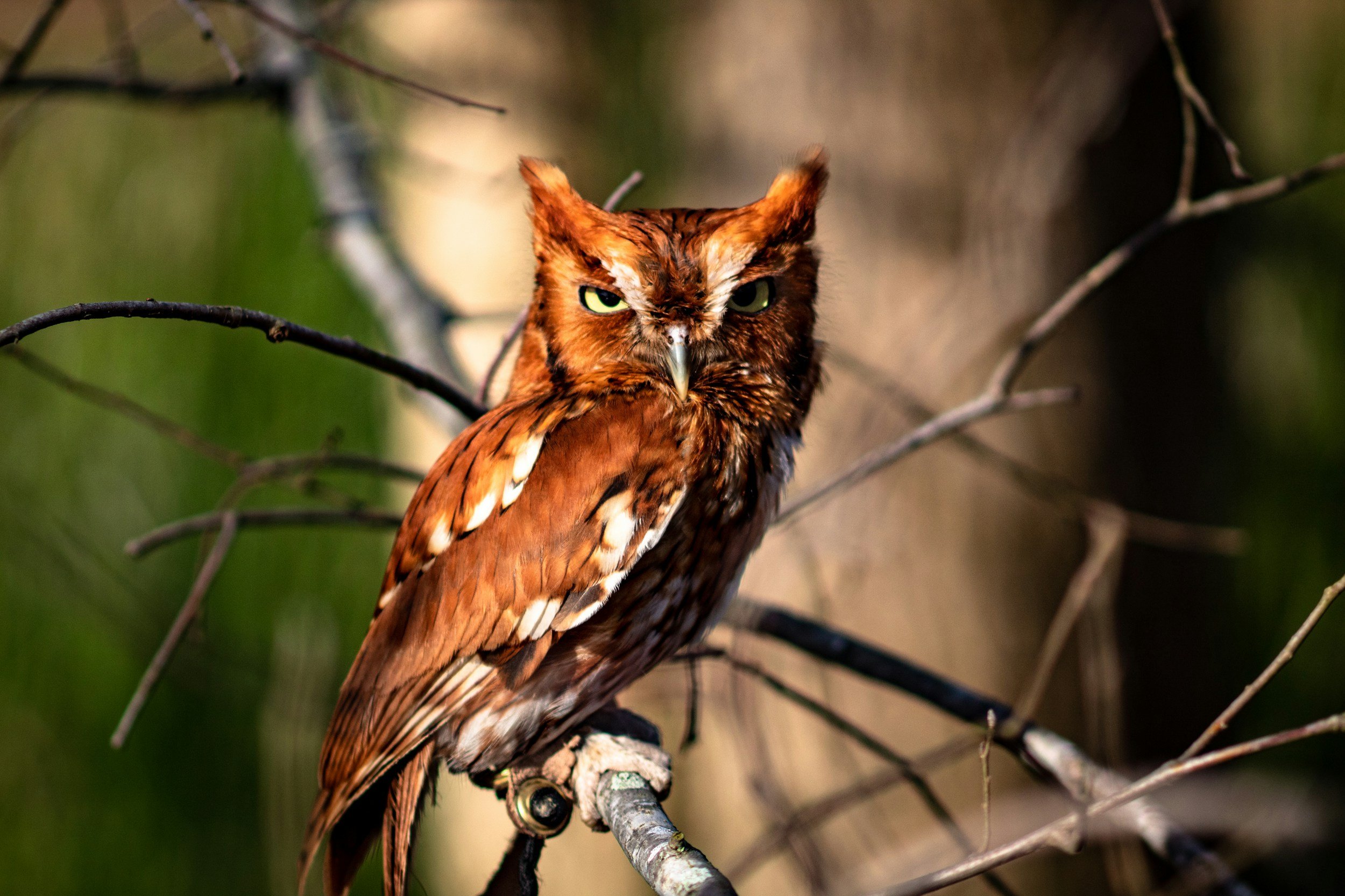 The eastern screech owl native to the Adirondack Park in upstate, NY.