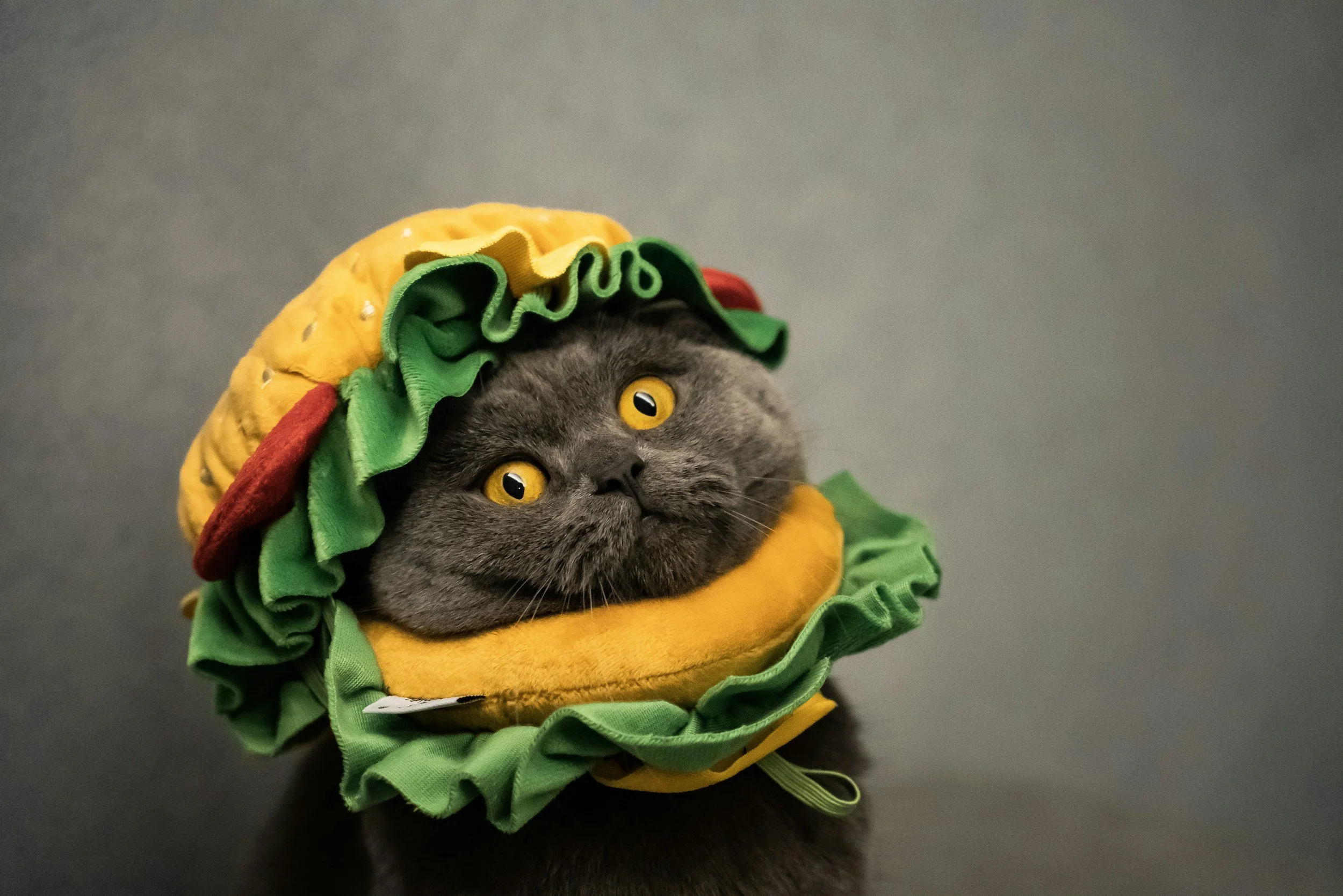 Cat in Halloween costume, dressed like a hamburger.
