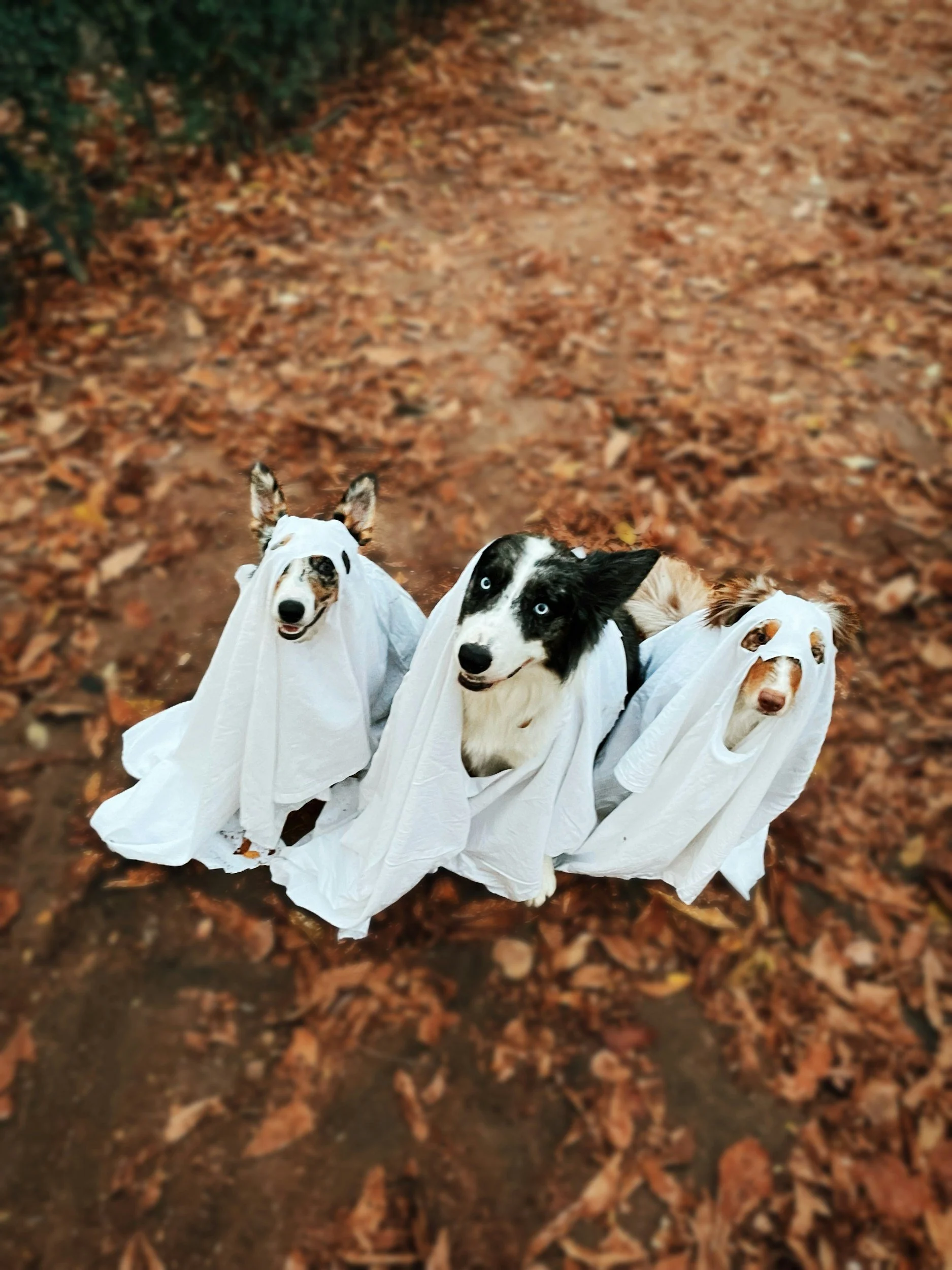 Dogs dressed as ghosts for Halloween.