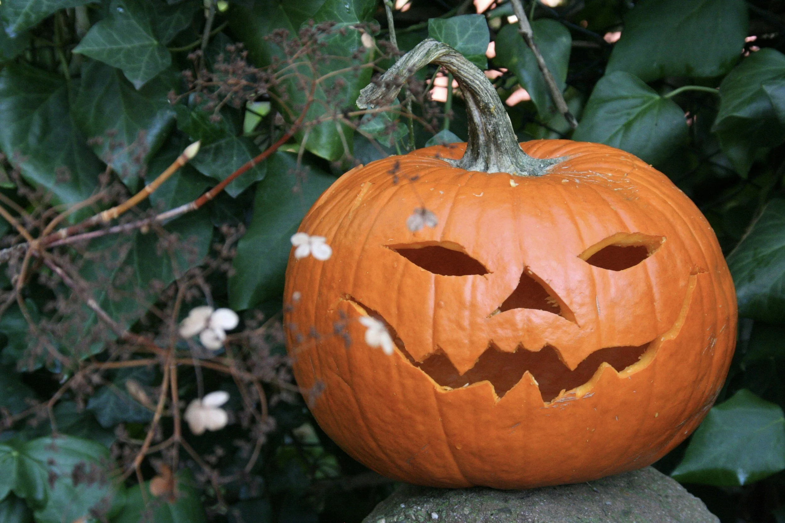 Halloween Pumpkin.