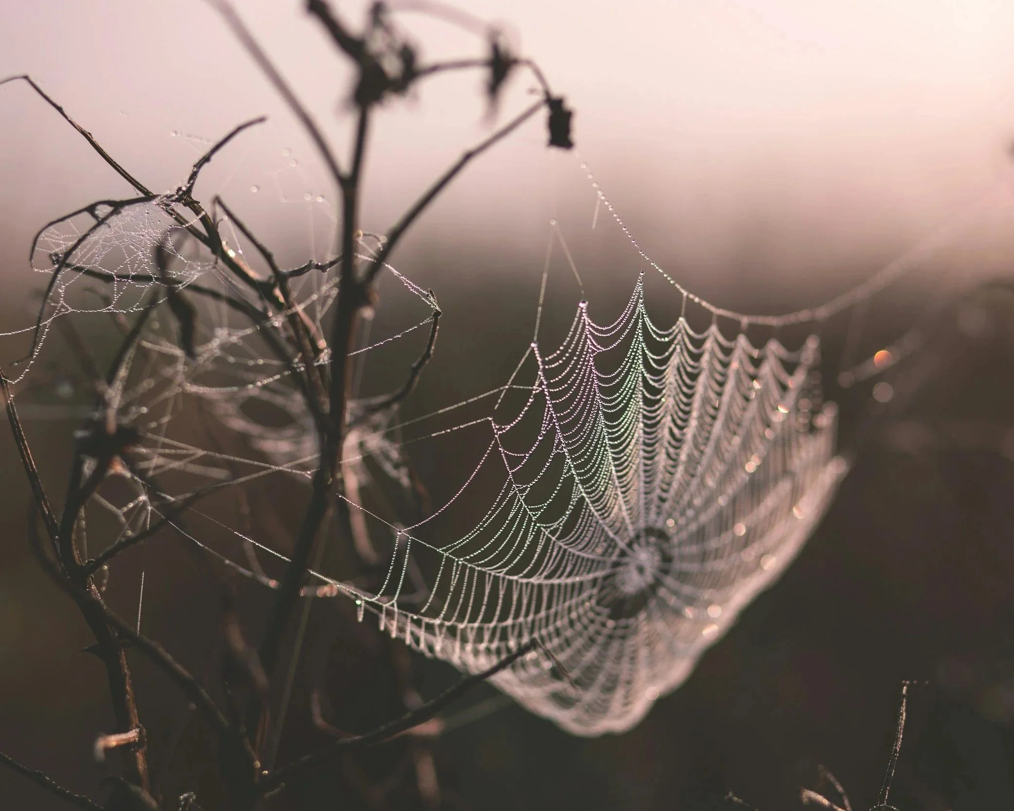 Halloween image with creepy spider web.