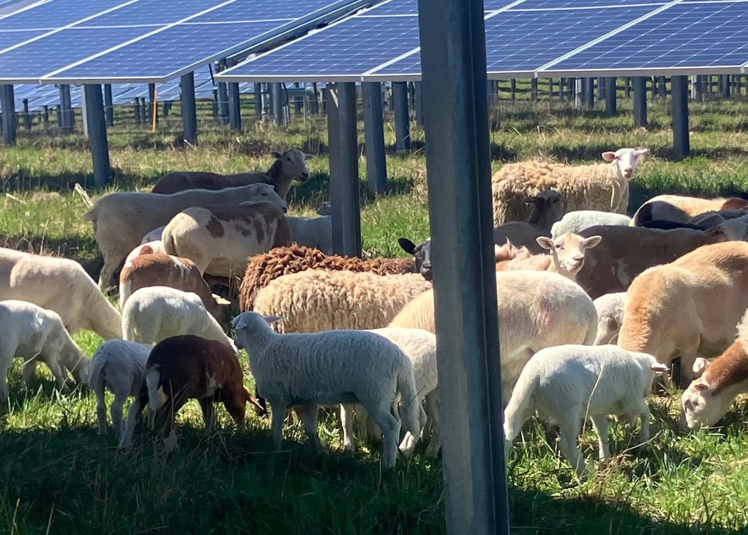 Sheep grazing beneath solar panels as part of J&R Pierce Family Farm's agrivoltaic operation in northern New York.