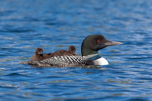 Adirondack loons