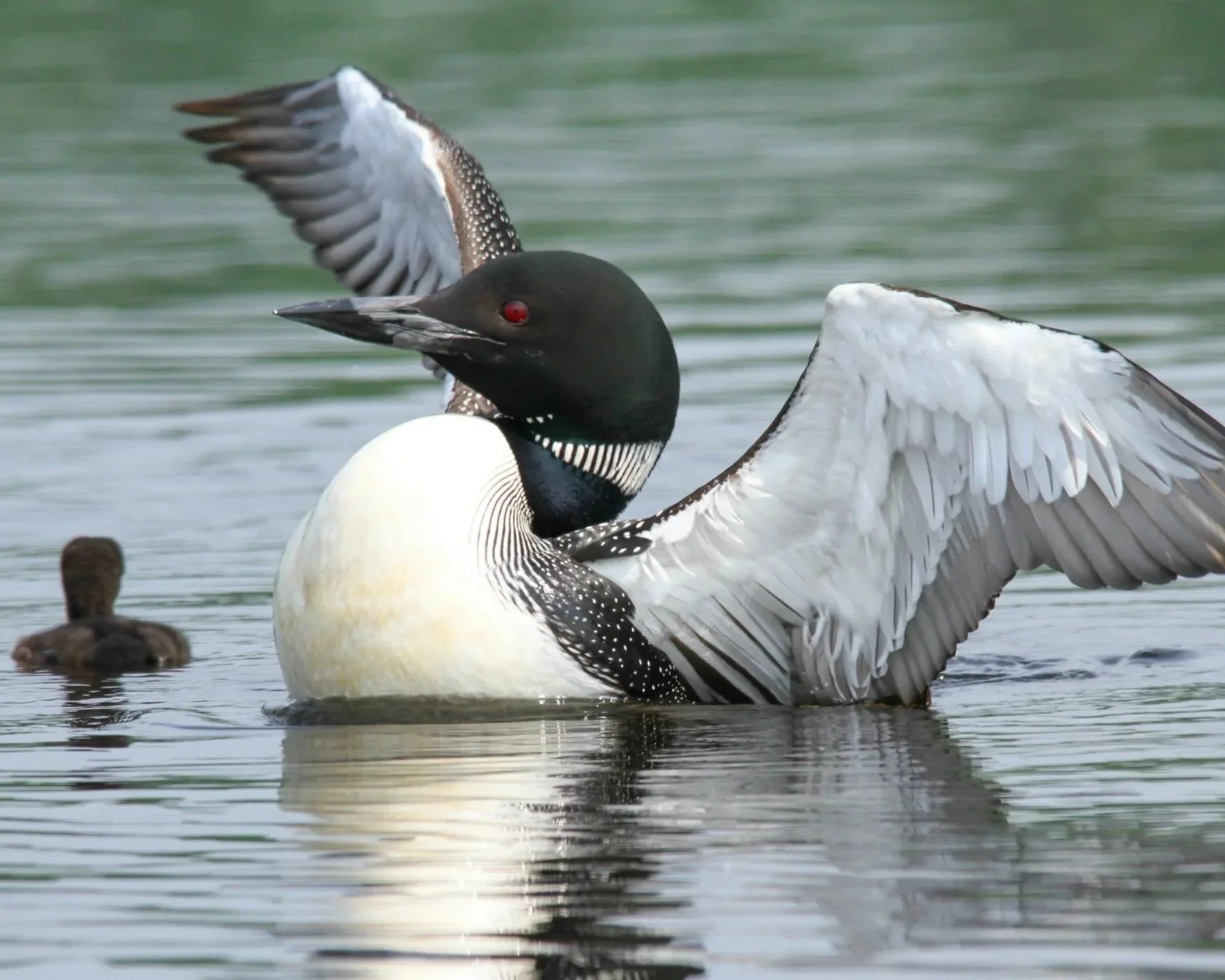 Loon with chick on Adirondack lake.