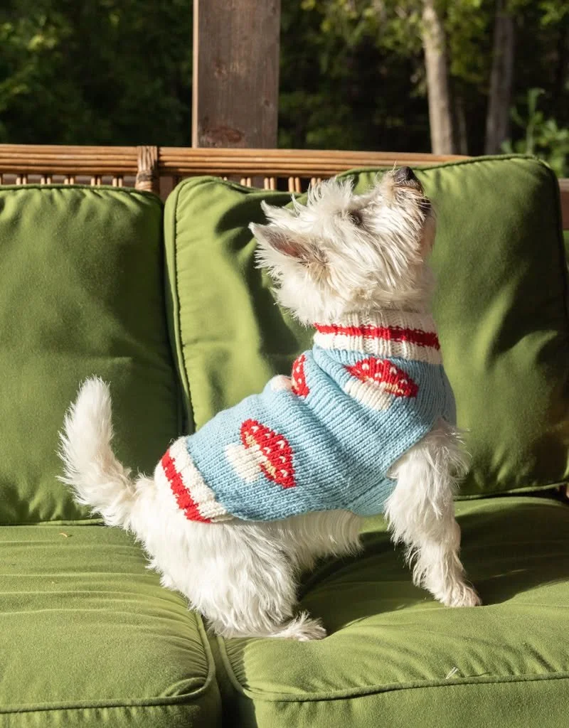Westie in a cute dog sweater.