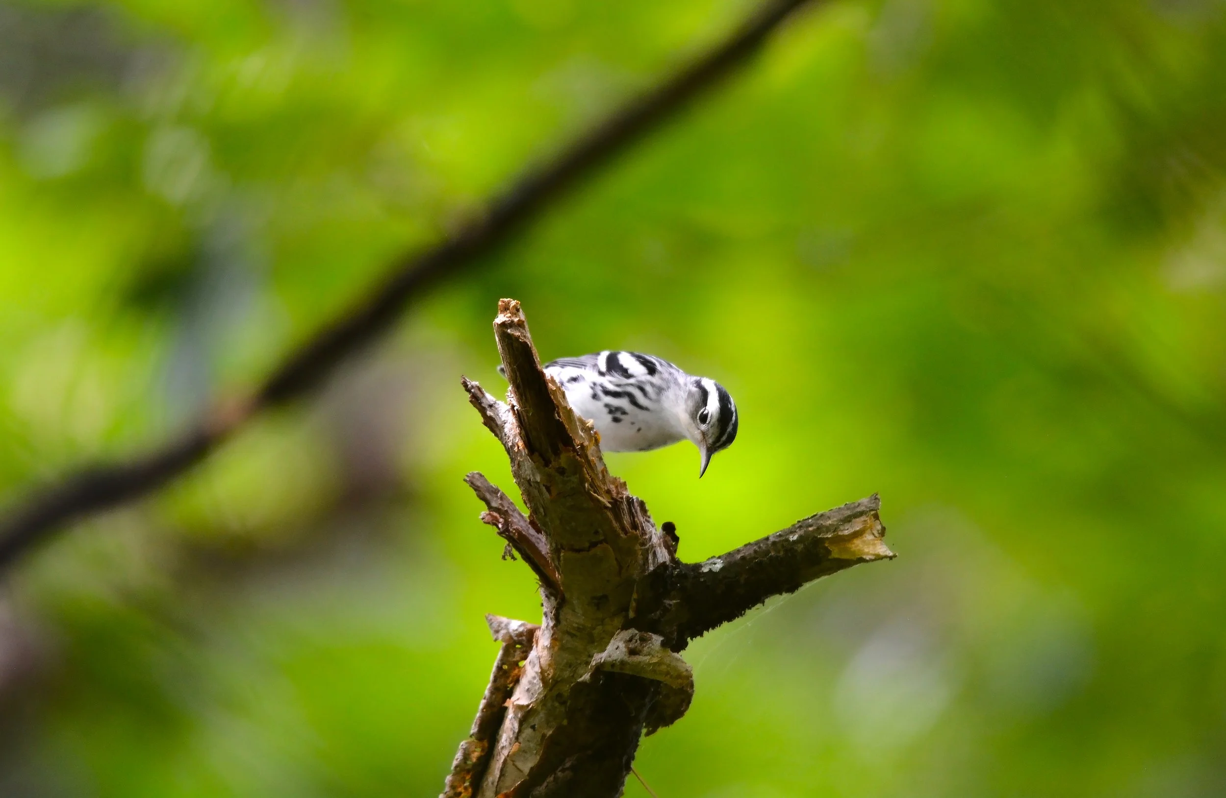 The blackpoll warbler, which arrives in the Adirondacks in May.