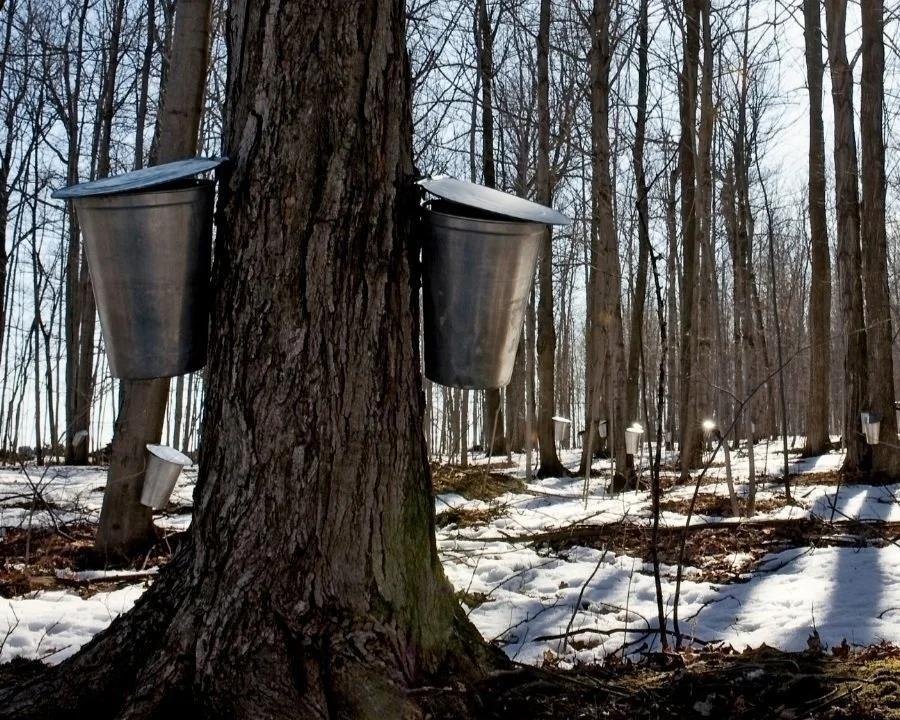 Adirondack maple trees with buckets collect sap in March.