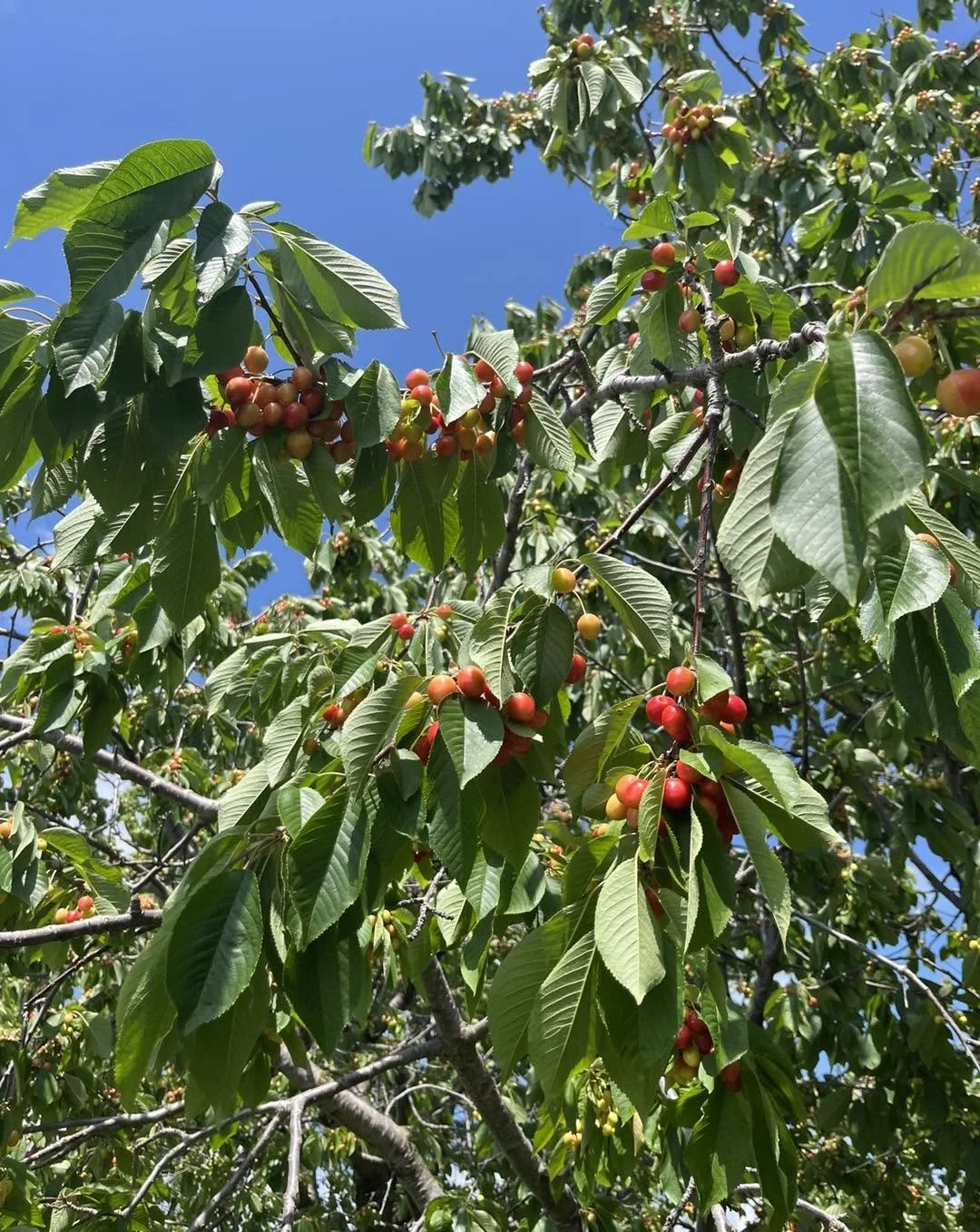 Apples growing in the Adirondacks at Northern Orchard.