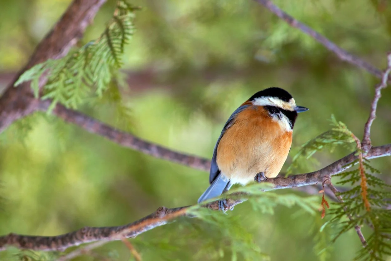Adirondack birds boreal chickadee