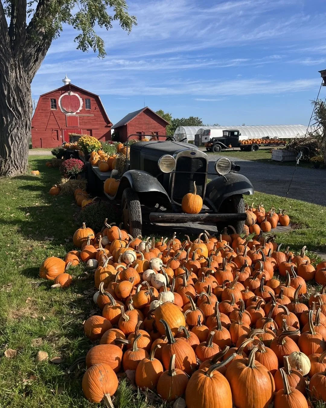 Northern Orchard barn, pumpkins, and other fall plants, fruits and vegetables.