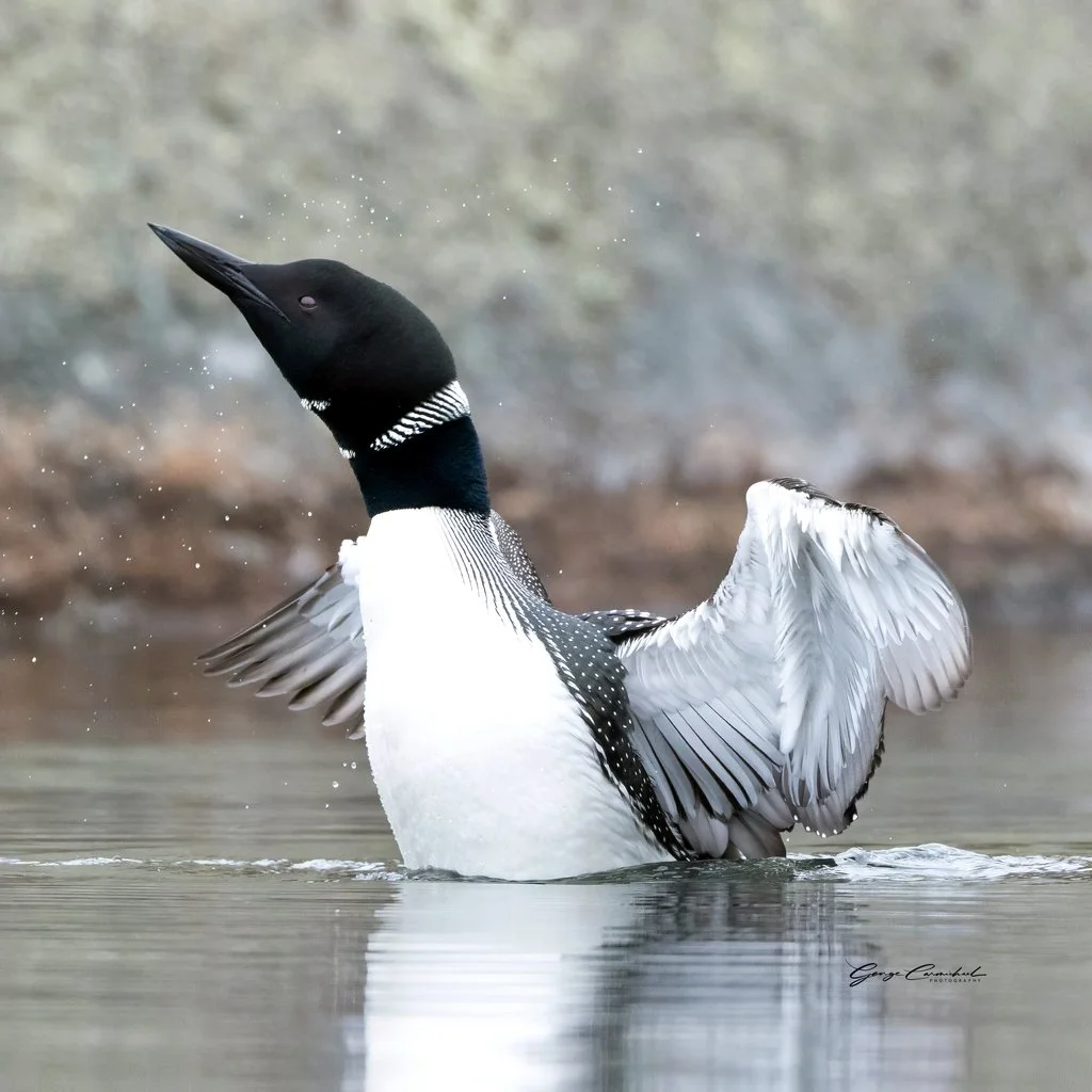 Image of an Adirondack loon.