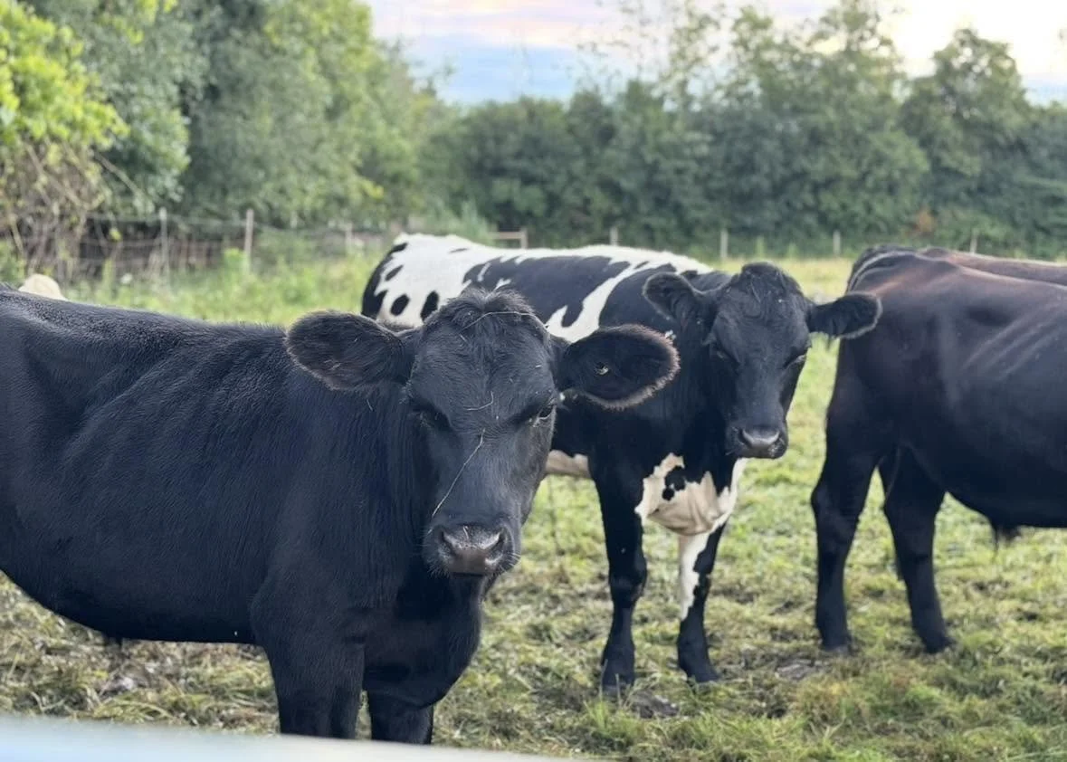 Cattle grazing on J&R Pierce Family Farm in the Adirondacks.