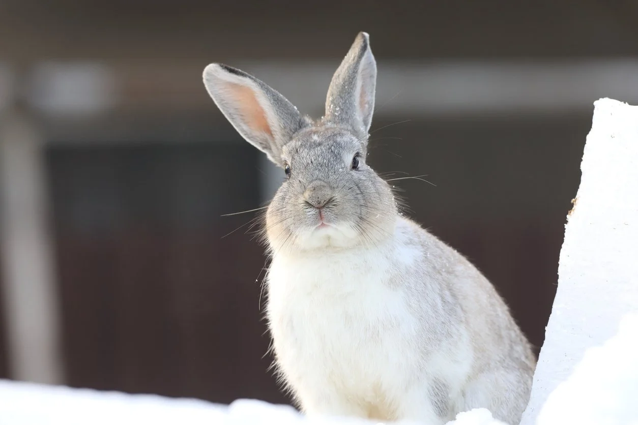 Easter bunny in the snow.
