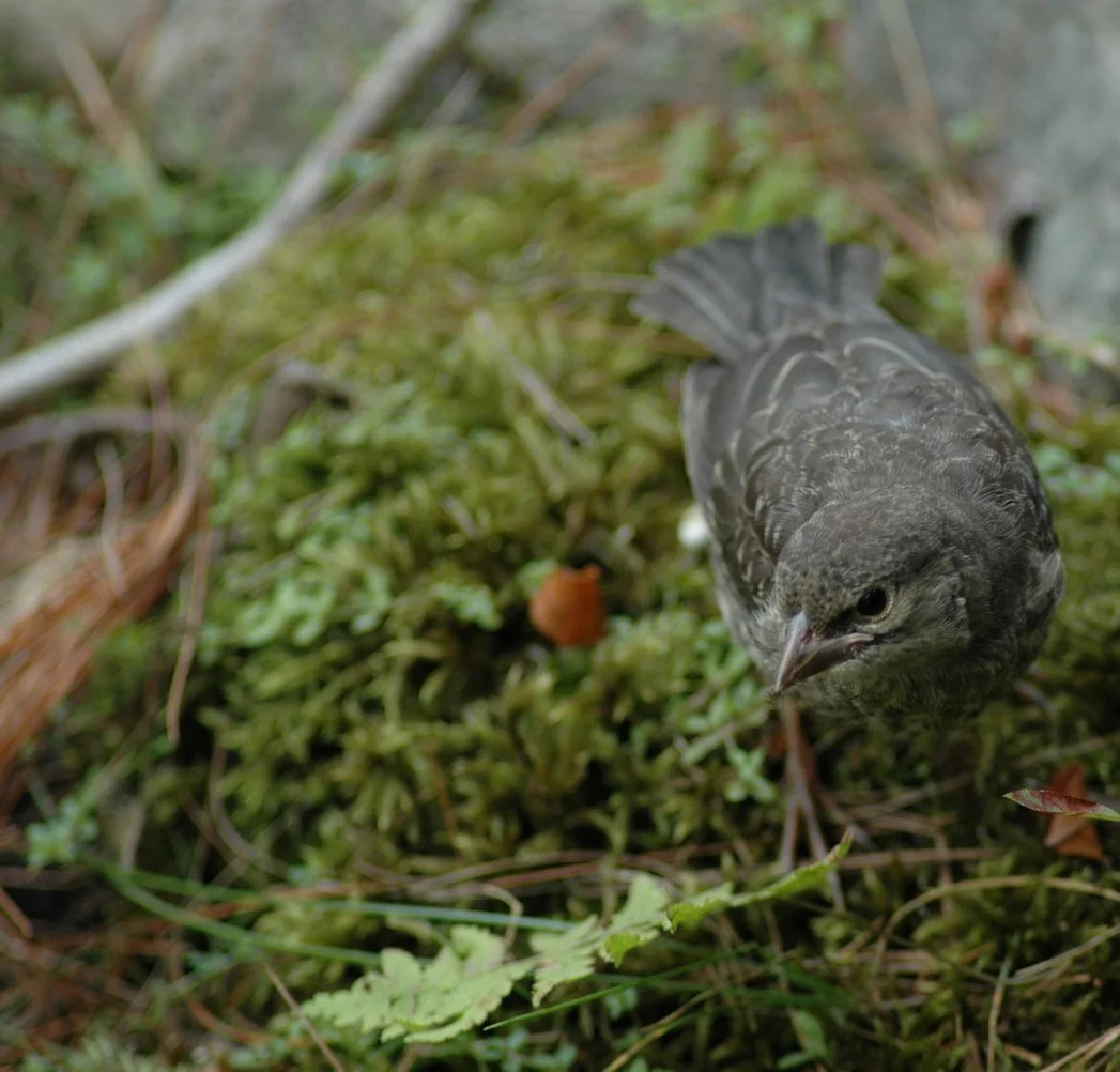 Spotting a young Bicknell Thrush while birdwatching during the Adirondack Boreal Birding Festival in June.