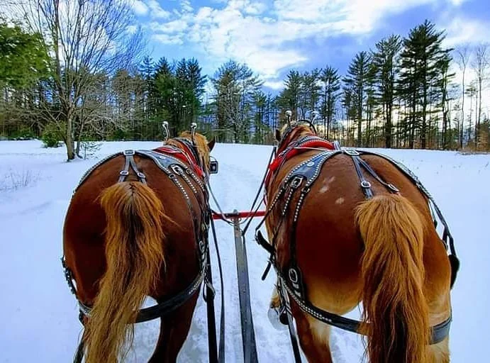 Horses pulling a sleigh in winter at Circle B Ranch.