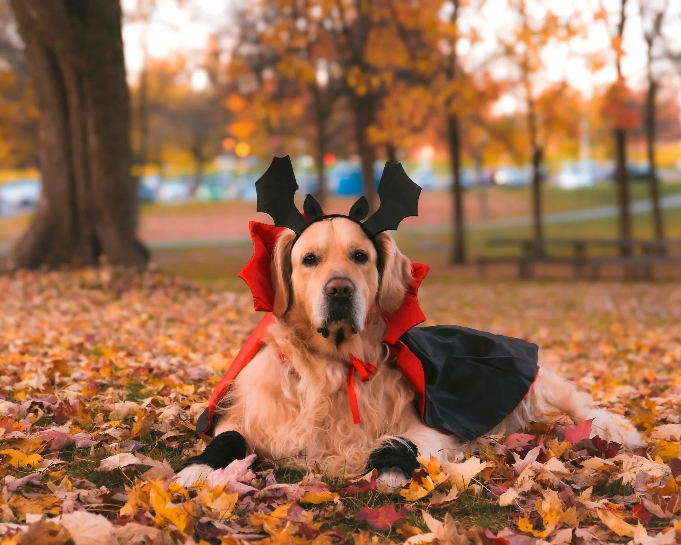 Golden retriever in Halloween costume.