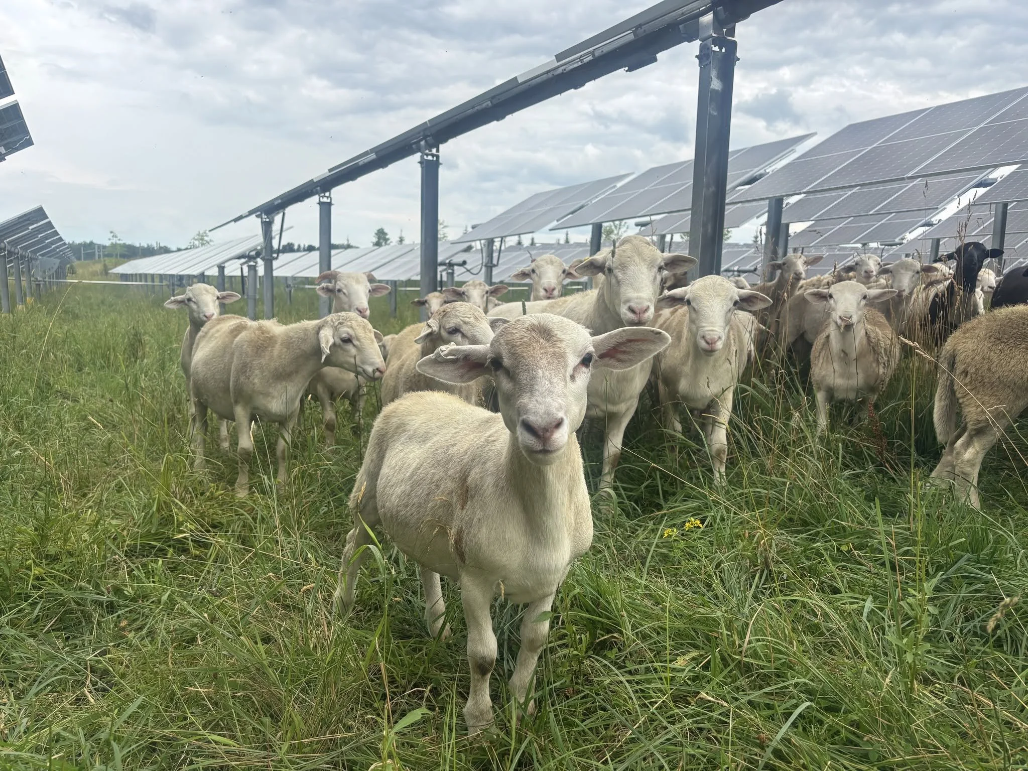 Sheep grazing on fresh pasture between rows of solar panels at a J&R Pierce Family Farm agrivoltaic site in northern New York.