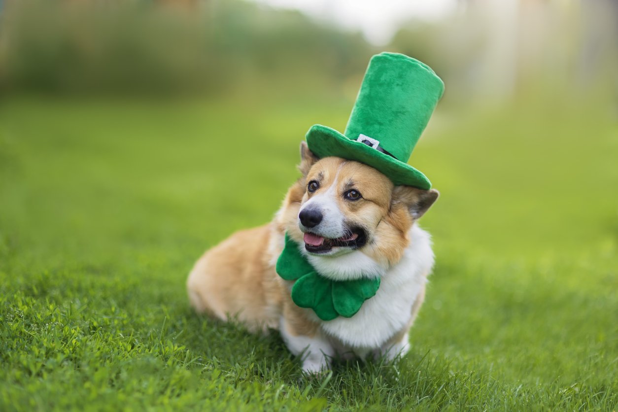 Corgi celebrating St Patrick's Day in the Adirondacks.