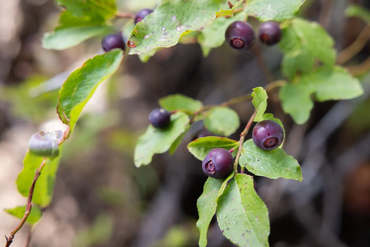 Wild huckleberries growing in the Adirondacks' forests. A staple fruit in Adirondack cusisine.