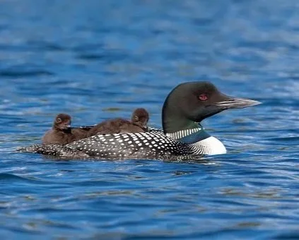 Adirondack loon parent with loonlets on a lake.