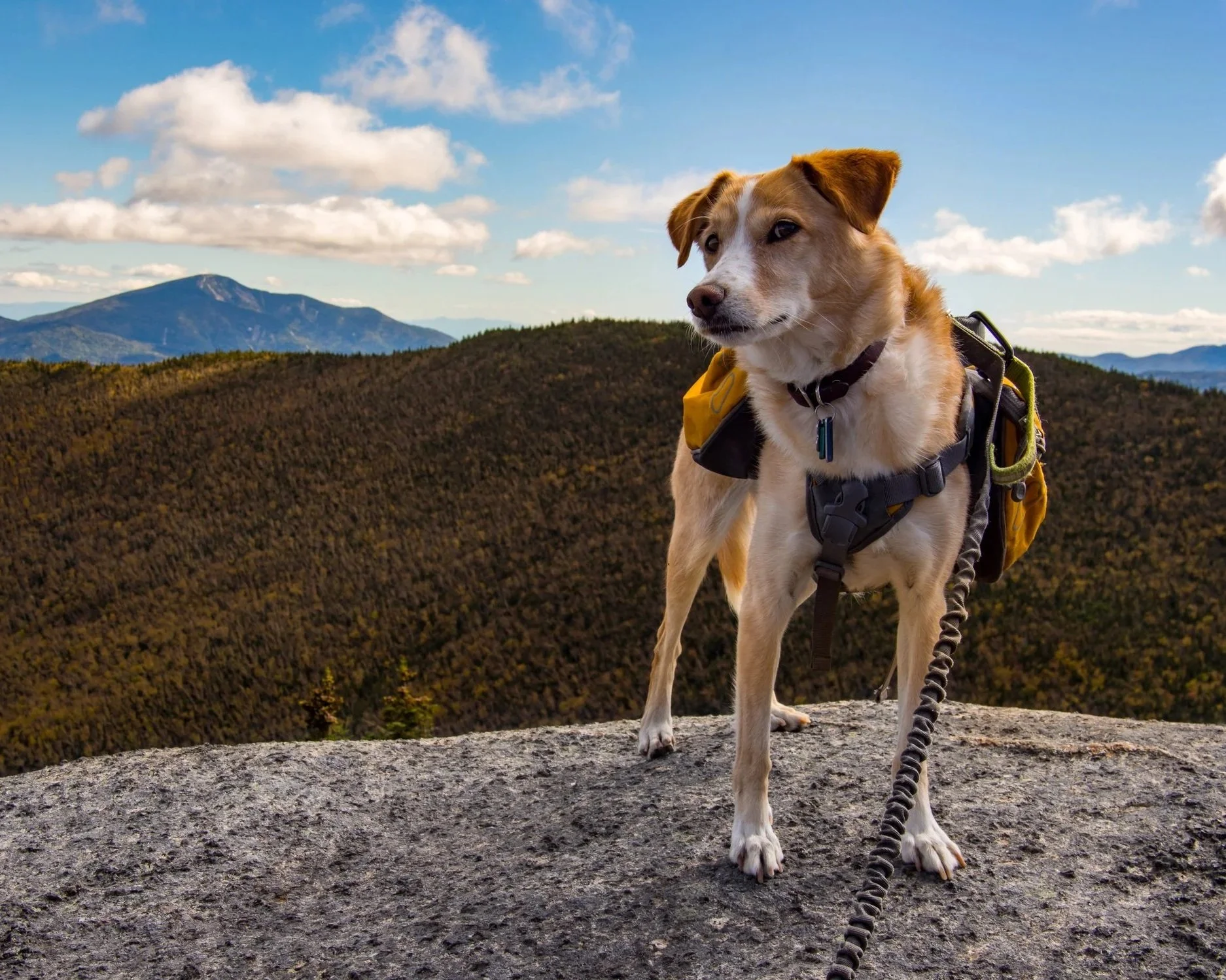 Pet fundraiser Paws in the Peaks at Paul Smith's