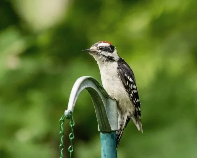 Spotting a woodpecker while birdwatching.