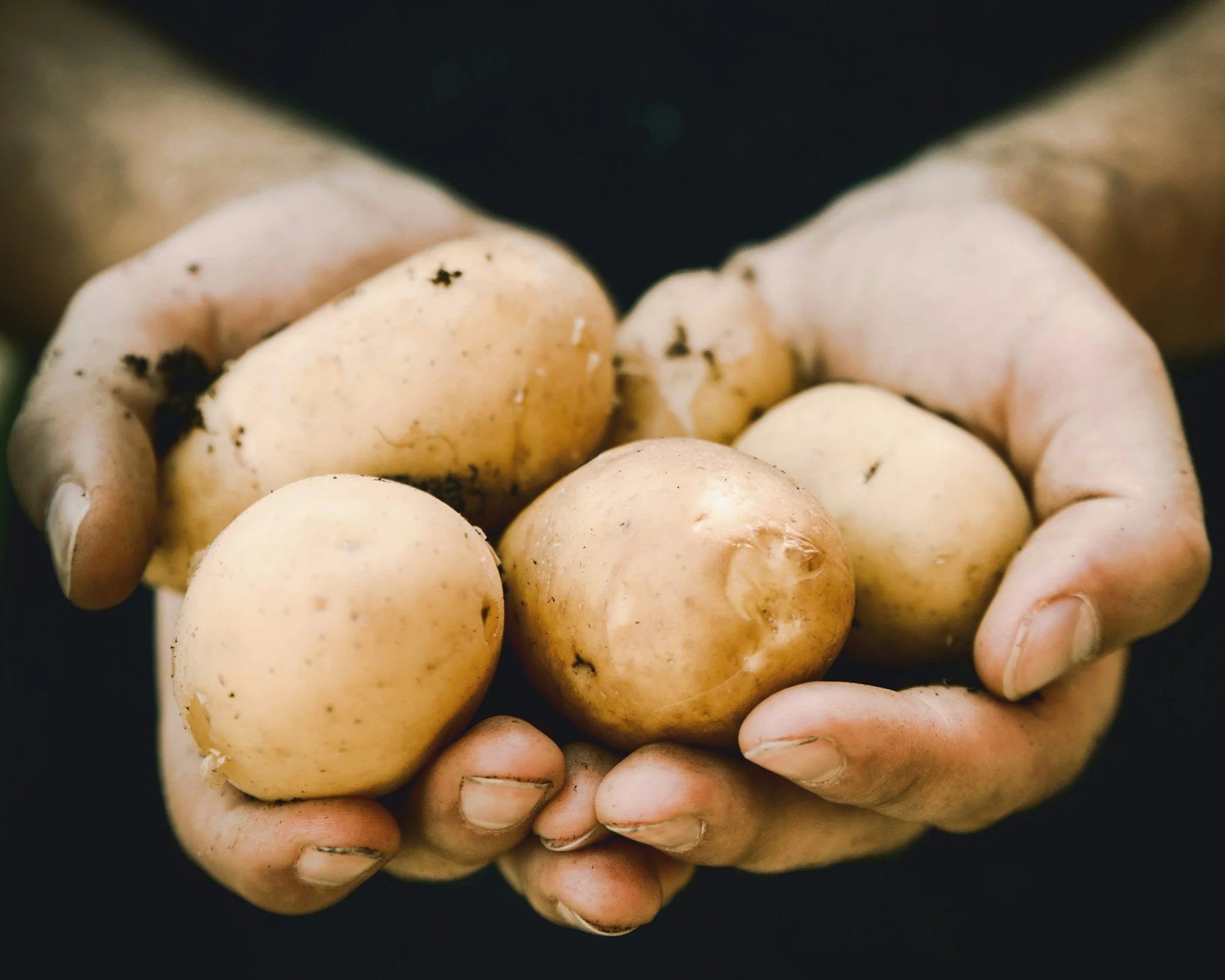 locally grown potatoes in the Adirondacks