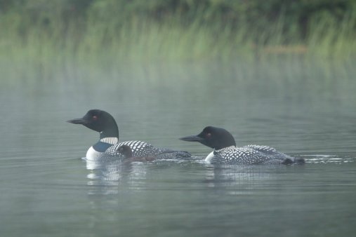 The elusive Adirondack Loon