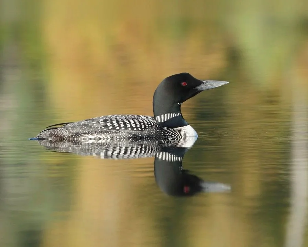 Adirondack Loon