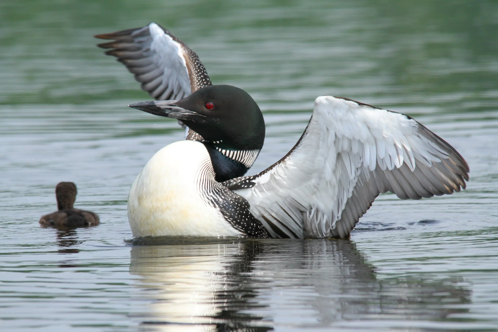 Nesting loons in the Adirondacks.