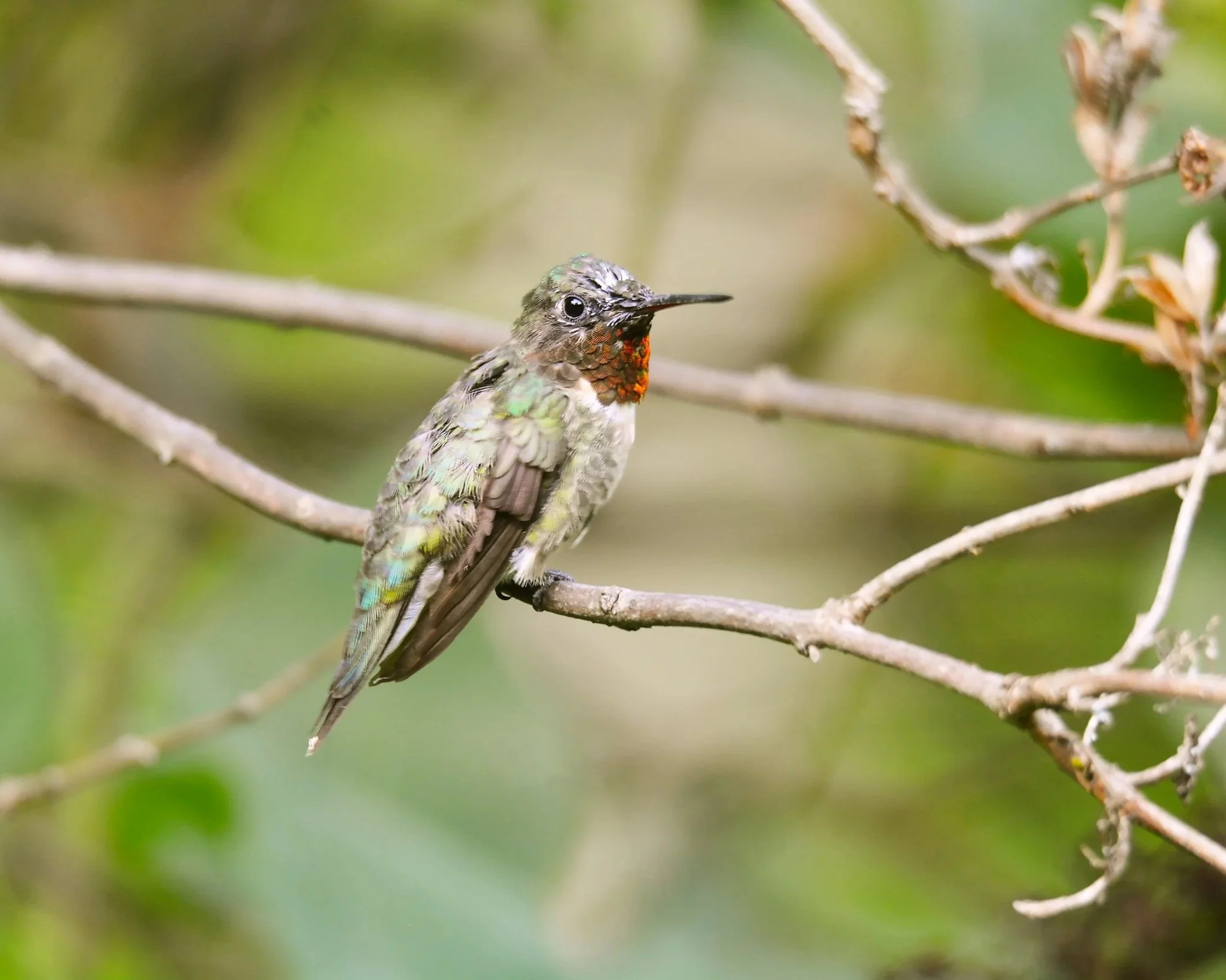 Ruby Throated Male Hummingbird one of the most sought after species in the Adirondack Boreal Birding Festival.