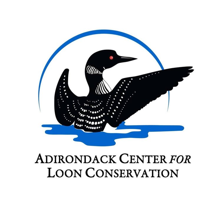 Adirondack Loon Center | Saranac Lake | Things to Do in the Adirondacks