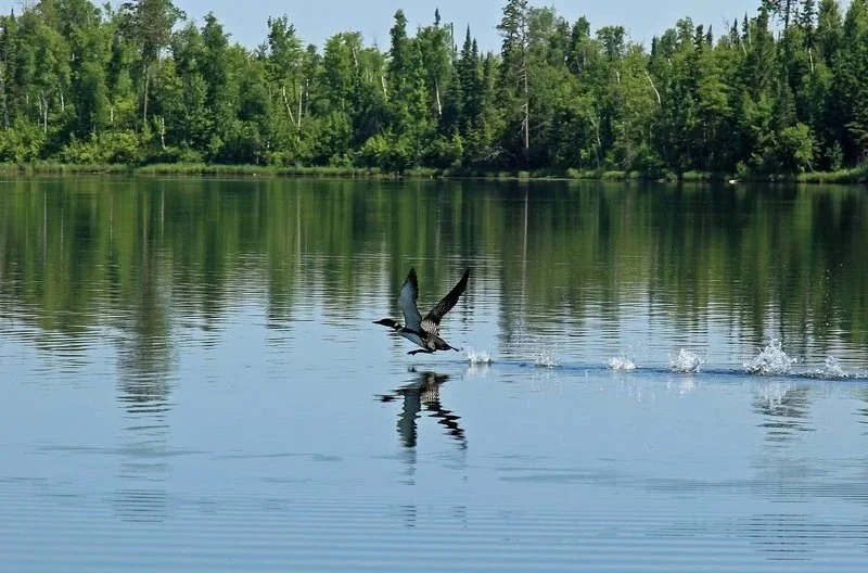 Adirondack Loon Celebration 2025