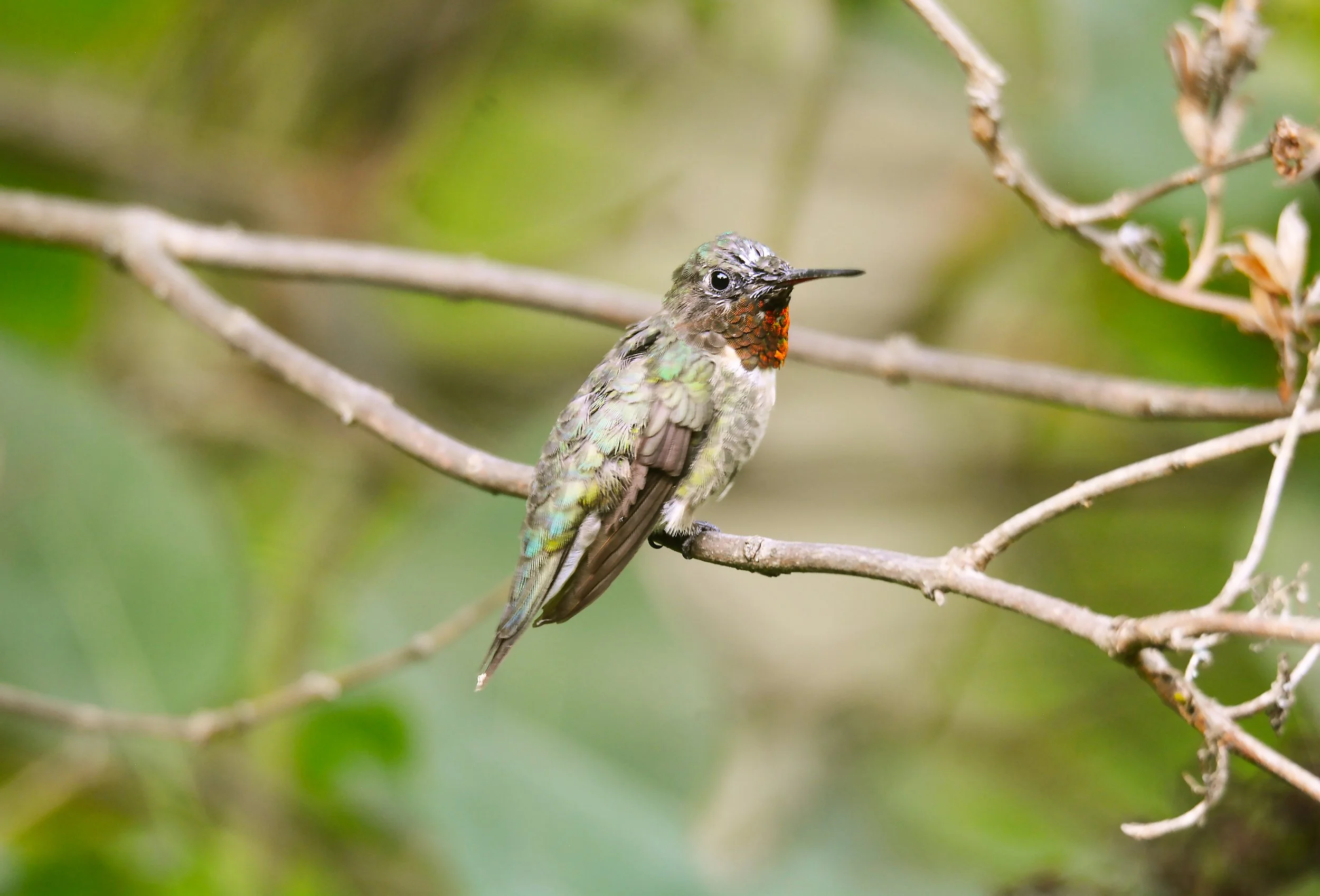 A ruby throated male hummingbird a BOREAL BIRD OF THE ADIRONDACKS