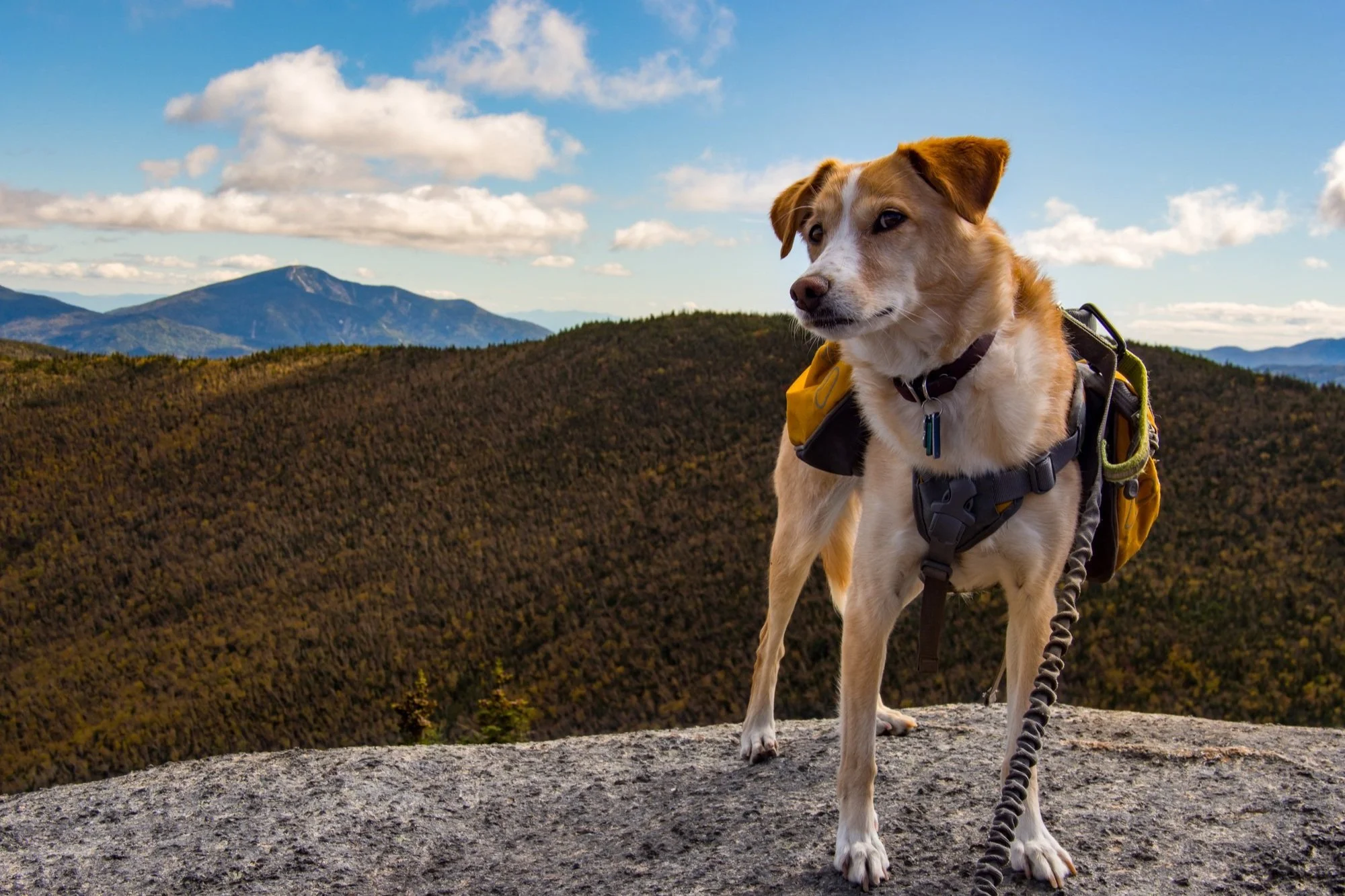 Dog hiking in the Adirondack High Peaks.