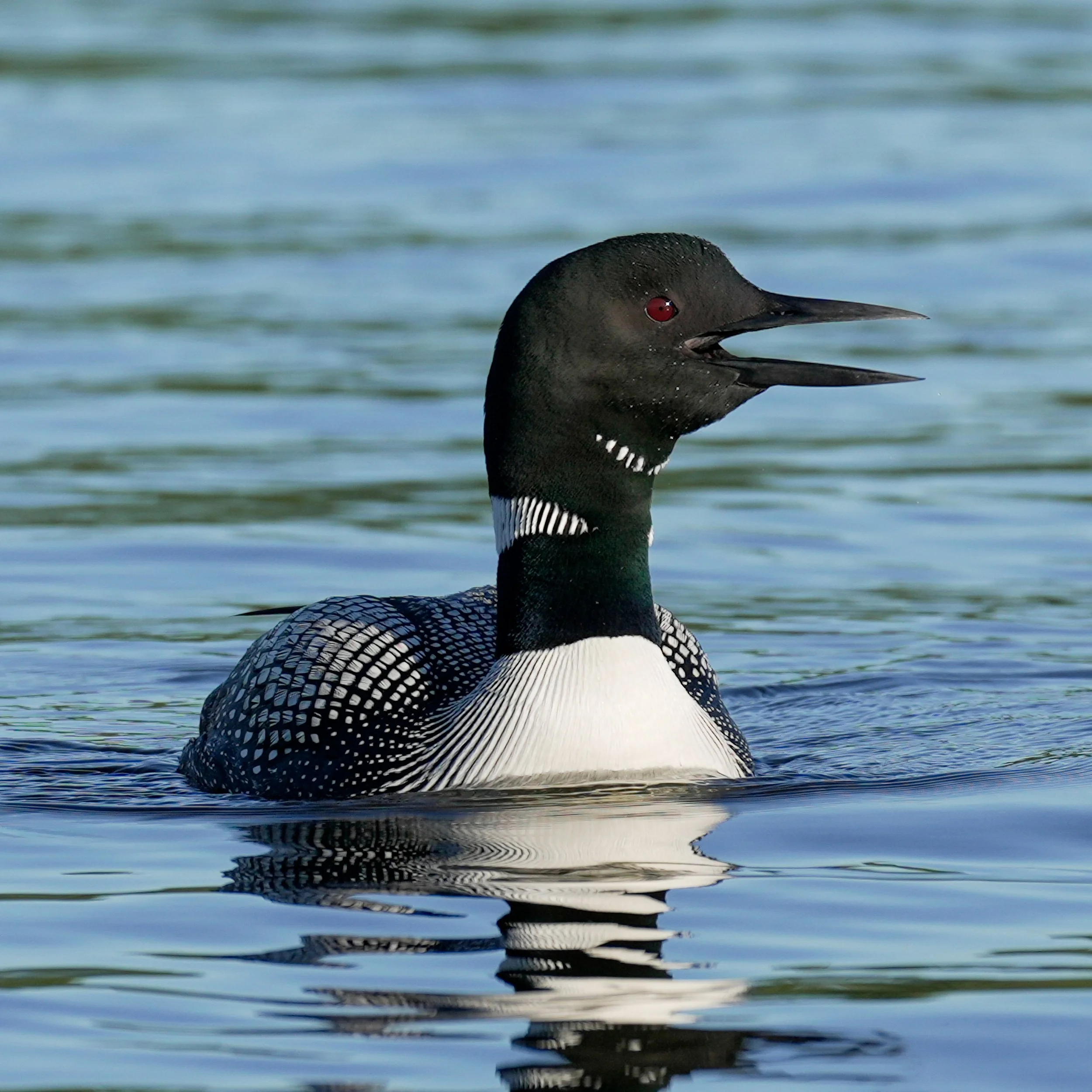 Loon yodeling on an Adirondack lake.