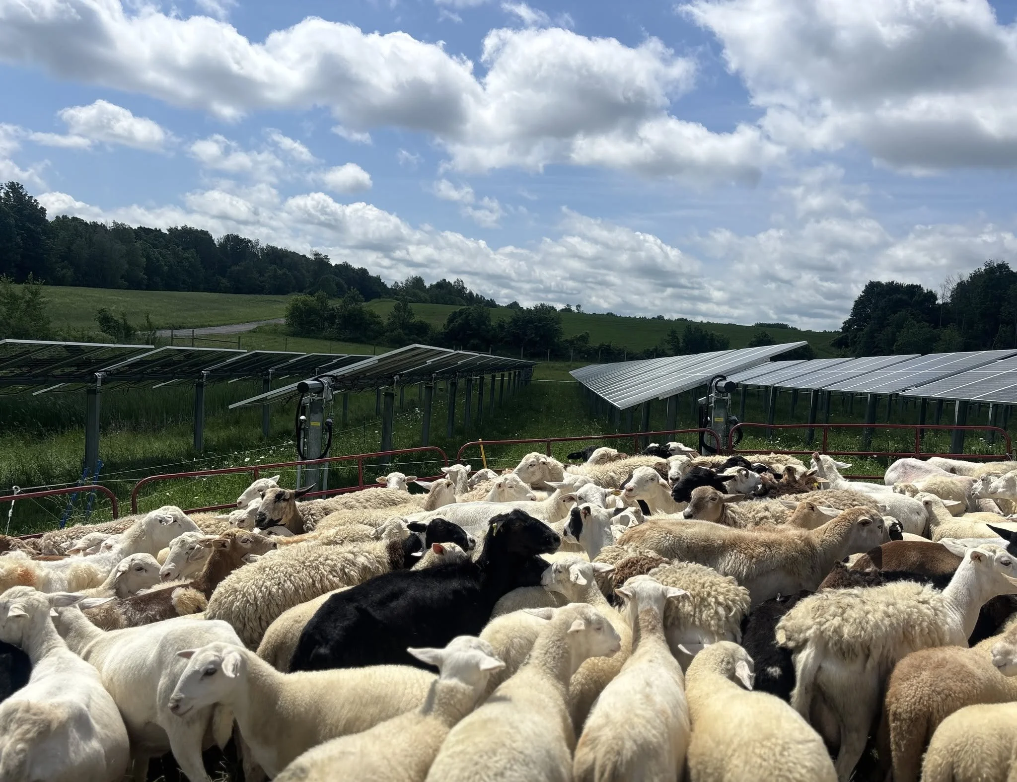 A large flock of sheep at a solar farm where J&R Pierce Family Farm provides solar grazing and vegetation management.