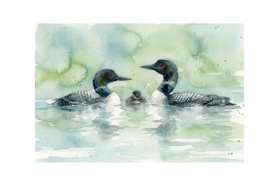 watercolor painting of loon family with Loonlet