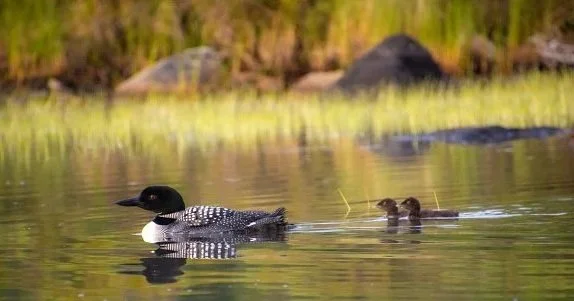 Loon family observed in the Adirondacks.