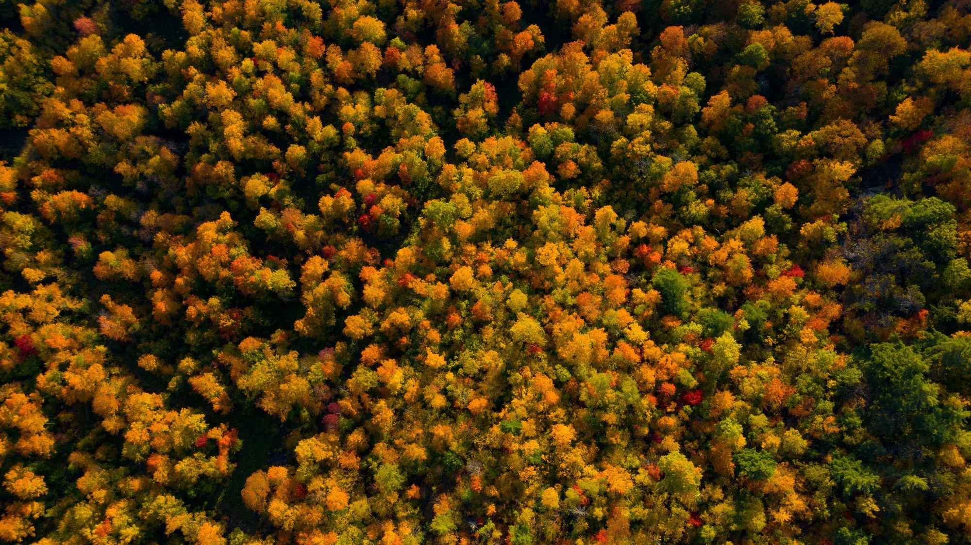 Aerial view of fall foliage in the Whiteface region of the Adirondacks.