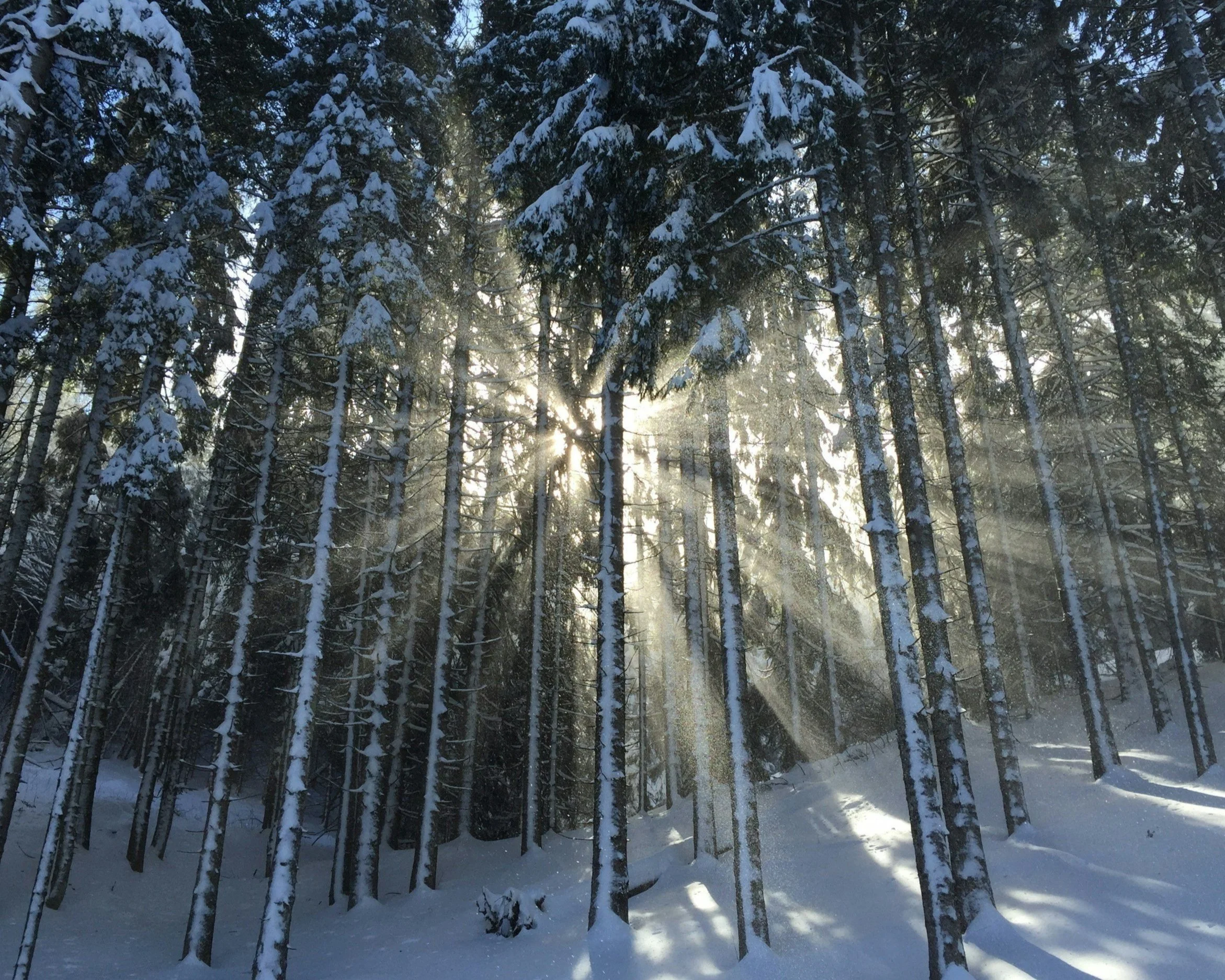 Sunlight through trees in the Adirondacks in Winter.