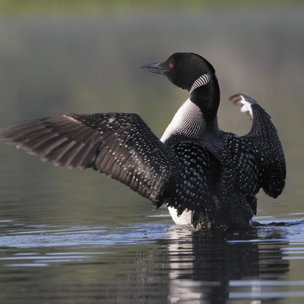 Photo of a loon on an Adirondack lake.