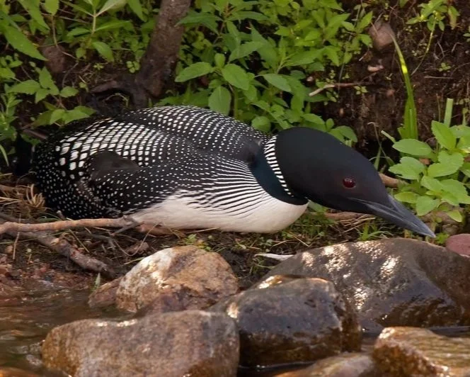 Loon