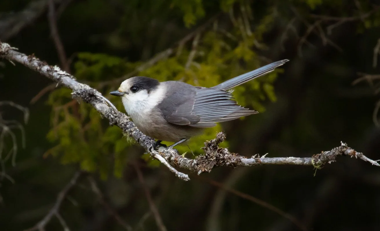 The Canada Jay seen in the boreal forest.