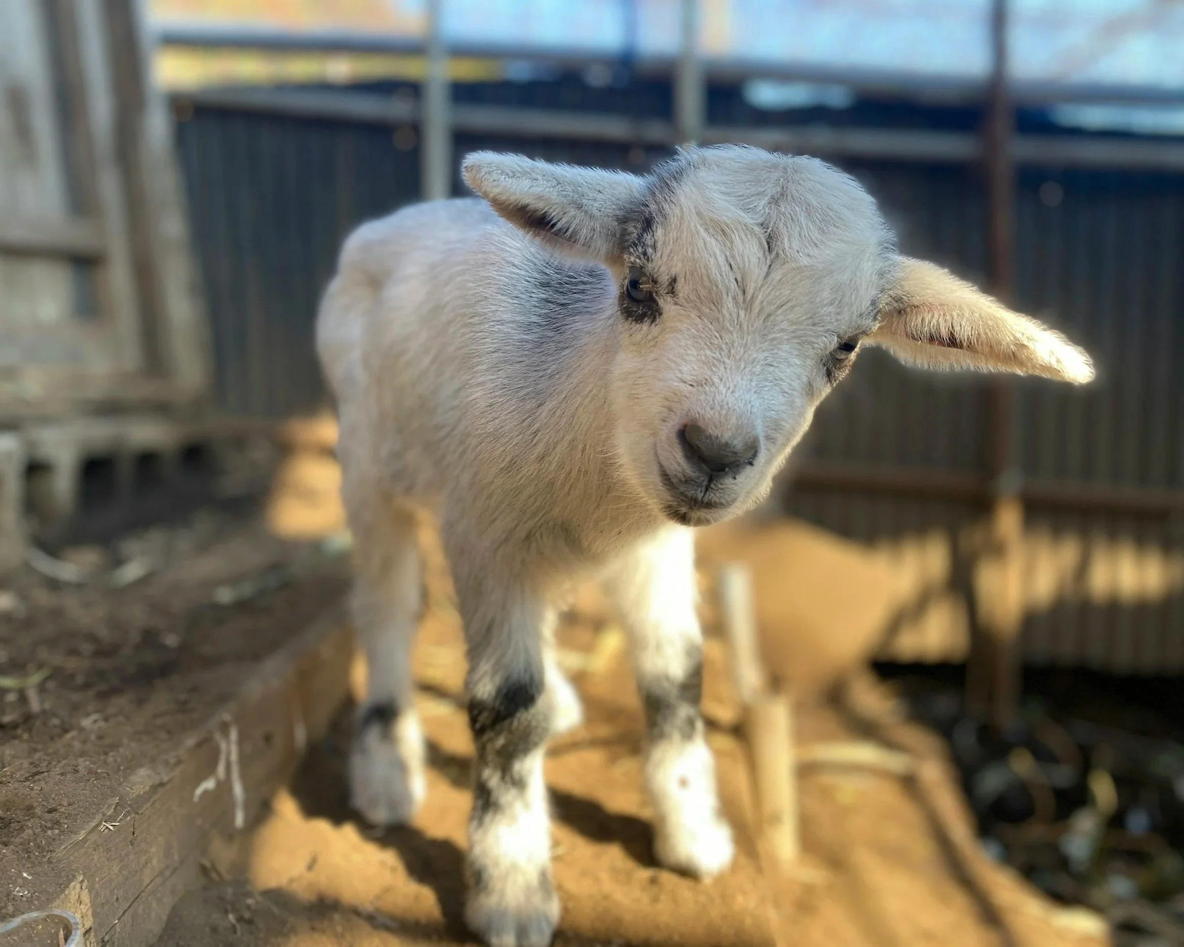 Baby goat waiting to be petted and hugged at Circle B Ranch