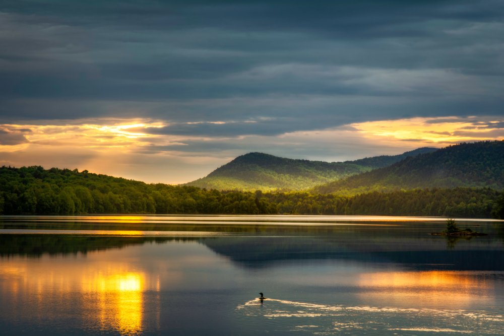 Loon on Indian Lake in the Adirondack Park