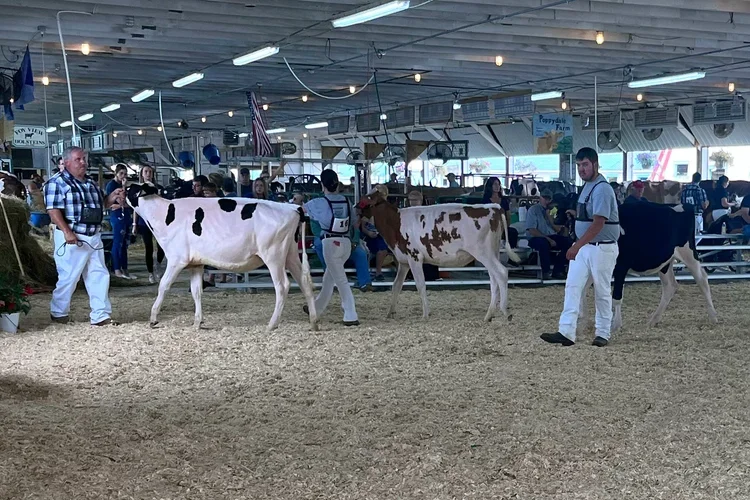 Livestock on display at the Franklin County Fair.